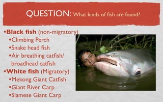 QUESTION: What kinds of ﬁsh are found?

•Black ﬁsh (non-migratory)
  •Climbing Perch
  •Snake head ﬁsh
  •Air breathing catﬁsh/
  broadhead catﬁsh
•White ﬁsh (Migratory)
 •Mekong Giant Catﬁsh
 •Giant River Carp
 •Siamese Giant Carp
 