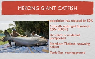 MEKONG GIANT CATFISH

          population has reduced by 80%
          Critically endanged Species in
          2004 (IUCN)
          the catch is incidental,
          unreported
          Northern Thailand- spawning
          habitat
          Tonle Sap- rearing ground
 