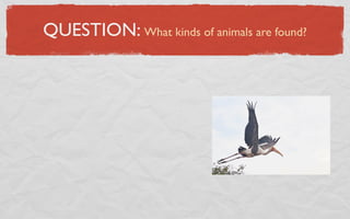 QUESTION: What kinds of animals are found?
 