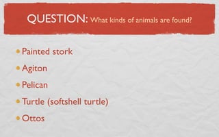QUESTION: What kinds of animals are found?

Painted stork
Agiton
Pelican
Turtle (softshell turtle)
Ottos
 