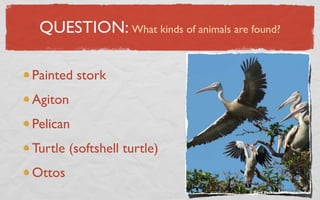 QUESTION: What kinds of animals are found?

Painted stork
Agiton
Pelican
Turtle (softshell turtle)
Ottos
 