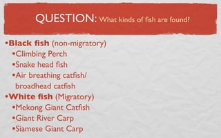 QUESTION: What kinds of ﬁsh are found?

•Black ﬁsh (non-migratory)
  •Climbing Perch
  •Snake head ﬁsh
  •Air breathing catﬁsh/
  broadhead catﬁsh
•White ﬁsh (Migratory)
 •Mekong Giant Catﬁsh
 •Giant River Carp
 •Siamese Giant Carp
 