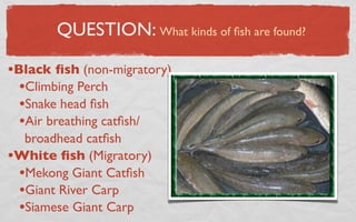 QUESTION: What kinds of ﬁsh are found?

•Black ﬁsh (non-migratory)
  •Climbing Perch
  •Snake head ﬁsh
  •Air breathing catﬁsh/
  broadhead catﬁsh
•White ﬁsh (Migratory)
 •Mekong Giant Catﬁsh
 •Giant River Carp
 •Siamese Giant Carp
 