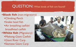 QUESTION: What kinds of ﬁsh are found?

•Black ﬁsh (non-migratory)
  •Climbing Perch
  •Snake head ﬁsh
  •Air breathing catﬁsh/
  broadhead catﬁsh
•White ﬁsh (Migratory)
 •Mekong Giant Catﬁsh
 •Giant River Carp
 •Siamese Giant Carp
 