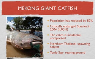 MEKONG GIANT CATFISH

          Population has reduced by 80%
          Critically endanged Species in
          2004 (IUCN)
          The catch is incidental,
          unreported
          Northern Thailand- spawning
          habitat
          Tonle Sap- rearing ground
 