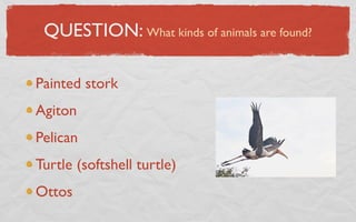 QUESTION: What kinds of animals are found?

Painted stork
Agiton
Pelican
Turtle (softshell turtle)
Ottos
 