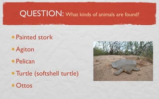 QUESTION: What kinds of animals are found?

Painted stork
Agiton
Pelican
Turtle (softshell turtle)
Ottos
 
