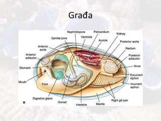 Građa
 