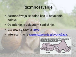 Razmnožavanje
• Razmnožavaju se polno kao ili odvojenih
polova.
• Oplođenje je uglavnom spoljašnje.
• Iz zigota se razvija larva
• Interesantno je razmnožavanje glavonožaca.
 