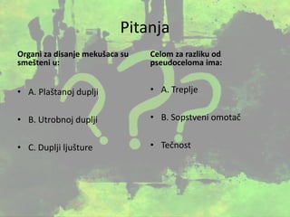 Pitanja
Organi za disanje mekušaca su
smešteni u:
• A. Plaštanoj duplji
• B. Utrobnoj duplji
• C. Duplji ljušture
Celom za razliku od
pseudoceloma ima:
• A. Treplje
• B. Sopstveni omotač
• Tečnost
 