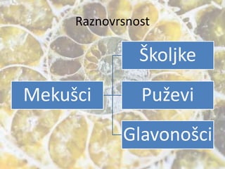 Raznovrsnost
Mekušci
Školjke
Puževi
Glavonošci
 