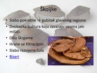 Školjke
• Slabo pokretne → gubitak glavenog regiona
• Dvokapka ljuštura koju zavaraju veoma jaki
mišići.
• Dišu škrgama
• Hrane se filtracijom
• Slabo razvijena čula
• Biseri
 