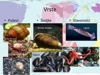 Vrste
• Puževi: • Školjke • Glavonošci
Barski puž
Prilepak
Vinogrdarski puž
Barska školjka
Dagnja
Lignja
Oktopod
 