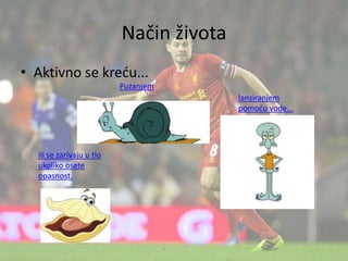 Način života
• Aktivno se kreću...
lansiranjem
pomoću vode...
ili se zarivaju u tlo
ukoliko osete
opasnost.
Puzanjem
 