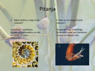 Pitanja
1. Kakvu ljušturu mogu imati
mekušci?
Unutrašnju i spoljašnju,
dvodelnu ili jednodelnu sa više
komorica, ili samo
rudimente...
2. Kako se sve mogu hraniti
mekušci?
Struganjem algi sa podloge,
filtriranjem vode radi planktona
i lovom na rakove i ribe.
 