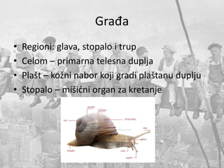 Građa
• Regioni: glava, stopalo i trup
• Celom – primarna telesna duplja
• Plašt – kožni nabor koji gradi plaštanu duplju
• Stopalo – mišićni organ za kretanje
 