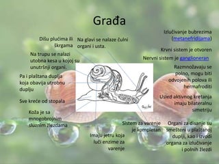 Građa
Na glavi se nalaze čulni
organi i usta.
Na trupu se nalazi
utobna kesa u kojoj su
unutršnji organi.
Sve kreće od stopala
Pa i plaštana duplja
koja obavija utrobnu
duplju
Koža je sa
mnogobrojnim
sluznim žlezdama
Krvni sistem je otvoren
Nervni sistem je ganglioneran
Sistem za varenje
je kompletan
Izlučivanje bubrezima
(metanefridijama)Dišu plućima ili
škrgama
Razmnožavaju se
polno, mogu biti
odvojenih polova ili
hermafroditi
Imaju jetru koja
luči enzime za
varenje
Usled aktivnog kretanja
imaju bilateralnu
simetriju
Organi za disanje su
smešteni u plaštanoj
duplji, kao i izvodi
organa za izlučivanje
i polnih žlezdi
 
