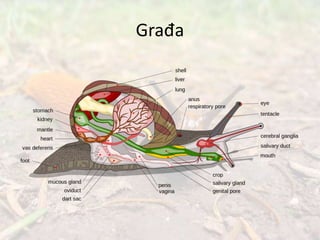 Građa
 