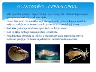  Vrlo pokretni, grabljivi organizmi koji po svojoj građi i složenosti ponašanja,
spadaju u najsloženije beskičmenjake.
 Danas živi samo rod nautilus koji ima spoljašnju ljušturu, koja je spiralno
uvijena, podeljena na komore, a telo je smešteno u poslednjoj komori.
 Kod sipe ljuštura je smeštena ispod kože, sa leđne strane.
 Kod lignji je tanka providna pločica ispod kože.
 Pored ljušture obrazuje se i skelet u vidu hrskavičave čaure koja obavija
moždane ganglije, po čemu su jedinstveni među beskičmenjacima.
GLAVONOŠCI - CEPHALOPODA
 