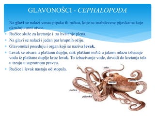  Na glavi se nalazi venac pipaka ili ručica, koje su snabdevene pijavkama koje
okružuju usni otvor.
 Ručice služe za kretanje i za hvatanje plena.
 Na glavi se nalazi i jedan par krupnih očiju.
 Glavonošci poseduju i organ koji se naziva levak.
 Levak se otvara u plaštanu duplju, dok plaštani mišić u jakom mlazu izbacuje
vodu iz plaštane duplje kroz levak. To izbacivanje vode, dovodi do kretanja tela
u trzaju u suprotnom pravcu.
 Ručice i levak nastaju od stopala.
GLAVONOŠCI - CEPHALOPODA
 