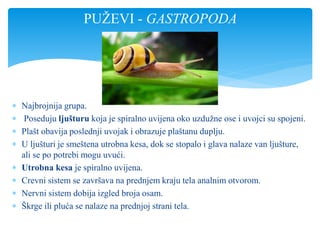  Najbrojnija grupa.
 Poseduju ljušturu koja je spiralno uvijena oko uzdužne ose i uvojci su spojeni.
 Plašt obavija poslednji uvojak i obrazuje plaštanu duplju.
 U ljušturi je smeštena utrobna kesa, dok se stopalo i glava nalaze van ljušture,
ali se po potrebi mogu uvući.
 Utrobna kesa je spiralno uvijena.
 Crevni sistem se završava na prednjem kraju tela analnim otvorom.
 Nervni sistem dobija izgled broja osam.
 Škrge ili pluća se nalaze na prednjoj strani tela.
PUŽEVI - GASTROPODA
 