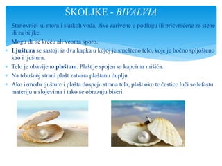  Stanovnici su mora i slatkoh voda, žive zarivene u podlogu ili pričvršćene za stene
ili za biljke.
 Mogu da se kreću ali veoma sporo.
 Ljuštura se sastoji iz dva kapka u kojoj je smešteno telo, koje je bočno spljošteno
kao i ljuštura.
 Telo je obavijeno plaštom. Plašt je spojen sa kapcima mišića.
 Na trbušnoj strani plašt zatvara plaštanu duplju.
 Ako između ljušture i plašta dospeju strana tela, plašt oko te čestice luči sedefastu
materiju u slojevima i tako se obrazuju biseri.
ŠKOLJKE - BIVALVIA
 