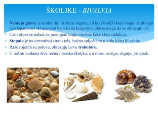  Nemaju glavu, a samim tim ni čulne organe, ali kod školjki koje mogu da plivaju
rasklapanjem i sklapanjem kapaka na krajevima plašta mogu da se obrazuju oči.
 Usni otvor se nalazi na prednjem kraju utrobne kese i bez radule je.
 Stopalo je na ventralnoj strani tela, bočno spljošteno u vidu klina ili sekire.
 Razdvojenih su polova, obrazuju larvu trohoforu.
 U našim vodama žive rečna i barska školjka, a u moru ostriga, dagnja, prilepak.
ŠKOLJKE - BIVALVIA
 