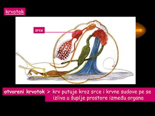 krvotok
srce
otvoreni krvotok  krv putuje kroz srce i krvne sudove pe se
izliva u šuplje prostore između organa
 