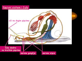 Nervni sistem i čula
nervne ganglije nervne vrpce
oči na dugim pipcima
Čula dodira
na kratkim pipcima
 