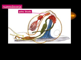 razmnožavanje
polna žlezda
 