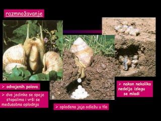 razmnožavanje
 odvojenih polova
 dve jedinke se spoje
stopalima i vrši se
međusobna oplodnja
 oplođena jaja odlažu u tlo
 nakon nekoliko
nedelja izlegu
se mladi
 