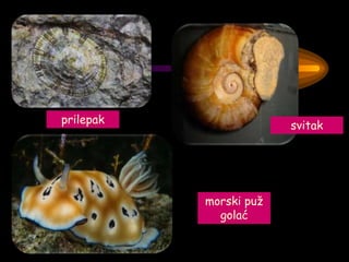 prilepak
svitak
morski puž
golać
 
