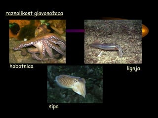 hobotnica
sipa
lignja
raznolikost glavonožaca
 