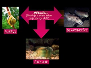 MEKUŠCI
(životinje s mekim telom
koje obavija plašt)
PUŽEVI
ŠKOLJKE
GLAVONOŠCI
 