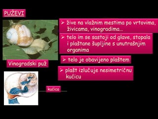 PUŽEVI
Vinogradski puž
 žive na vlažnim mestima po vrtovima,
živicama, vinogradima…
 telo im se sastoji od glave, stopala
i plaštane šupljine s unutrašnjim
organima
 telo je obavijeno plaštem
 plašt izlučuje nesimetričnu
kućicu
kućica
 