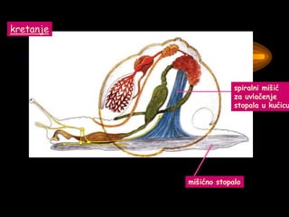 kretanje
mišićno stopalo
spiralni mišić
za uvlačenje
stopala u kućicu
 