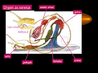 Organi za varenje
RADULA
Usni otvor
usta
jednjak
želudac crevo
jetra
analni otvor
 