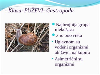 - Klasa: PUŽEVI- Gastropoda
Najbrojnija grupa
mekušaca
> 10 000 vrsta
• Uglavnom su
vodeni organizmi
ali žive i na kopnu
• Asimetrični su
organizmi
 
