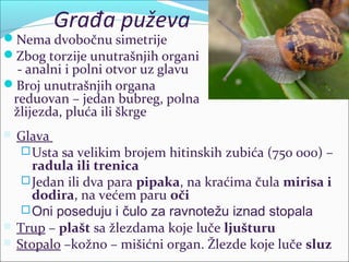Građa puževa
Nema dvobočnu simetrije
Zbog torzije unutrašnjih organi
- analni i polni otvor uz glavu
Broj unutrašnjih organa
reduovan – jedan bubreg, polna
žlijezda, pluća ili škrge
 Glava
Usta sa velikim brojem hitinskih zubića (750 000) –
radula ili trenica
Jedan ili dva para pipaka, na kraćima čula mirisa i
dodira, na većem paru oči
Oni poseduju i čulo za ravnotežu iznad stopala
 Trup – plašt sa žlezdama koje luče ljušturu
 Stopalo –kožno – mišićni organ. Žlezde koje luče sluz
 