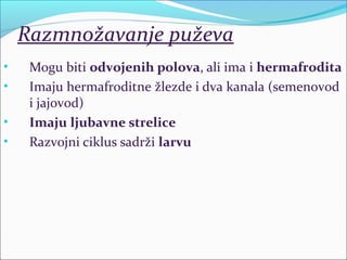 Razmnožavanje puževa
• Mogu biti odvojenih polova, ali ima i hermafrodita
• Imaju hermafroditne žlezde i dva kanala (semenovod
i jajovod)
• Imaju ljubavne strelice
• Razvojni ciklus sadrži larvu
 
