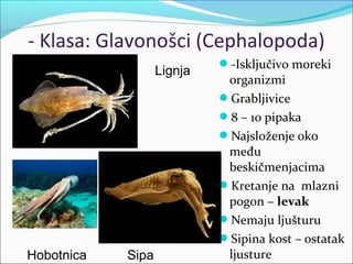 - Klasa: Glavonošci (Cephalopoda)
-Isključivo moreki
organizmi
Grabljivice
8 – 10 pipaka
Najsloženje oko
među
beskičmenjacima
Kretanje na mlazni
pogon – levak
Nemaju ljušturu
Sipina kost – ostatak
ljusture
Lignja
Hobotnica Sipa
 