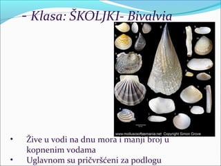 - Klasa: ŠKOLJKI- Bivalvia
• Žive u vodi na dnu mora i manji broj u
kopnenim vodama
• Uglavnom su pričvršćeni za podlogu
 