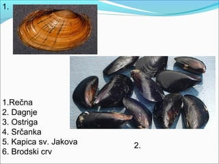 1.Rečna
2. Dagnje
3. Ostriga
4. Srčanka
5. Kapica sv. Jakova
6. Brodski crv
1.
2.
 