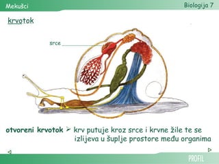 Mekušci                                            Biologija 7

krvotok


            srce




otvoreni krvotok  krv putuje kroz srce i krvne žile te se
                   izlijeva u šuplje prostore među organima
 