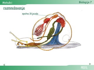 Mekušci                      Biologija 7

razmnožavanje
           spolna žlijezda
 