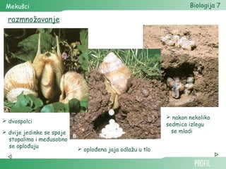 Mekušci                                                          Biologija 7

  razmnožavanje




                                                           nakon nekoliko
 dvospolci
                                                          sedmica izlegu
 dvije jedinke se spoje                                    se mladi
  stopalima i međusobno
  se oplođuju               oplođena jaja odlažu u tlo
 