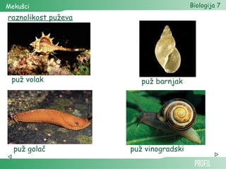 Mekušci                                Biologija 7
raznolikost puževa




 puž volak              puž barnjak




  puž golač          puž vinogradski
 