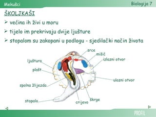 Mekušci                                                        Biologija 7

ŠKOLJKAŠI
 većina ih živi u moru
 tijelo im prekrivaju dvije ljušture
 stopalom su zakopani u podlogu - sjedilački način života
                                    srce
                                           mišić
           ljuštura                            izlazni otvor

              plašt

                                                    ulazni otvor
      spolna žlijezda



          stopalo                       škrge
                              crijevo
 