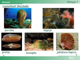 Mekušci                                       Biologija 7
raznolikost školjkaša




  periska                    dagnja




prstac             bezupka            jakobova kapica
 