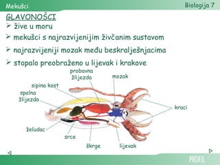 Mekušci                                               Biologija 7
GLAVONOŠCI
 žive u moru
 mekušci s najrazvijenijim živčanim sustavom
 najrazvijeniji mozak među beskralješnjacima
 stopalo preobraženo u lijevak i krakove
                        probavna
                        žlijezda      mozak
         sipina kost
   spolna
   žlijezda
                                                  kraci



      želudac
                       srce
                              škrge     lijevak
 